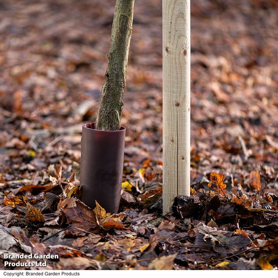 Strimmer Protection Tree Guard