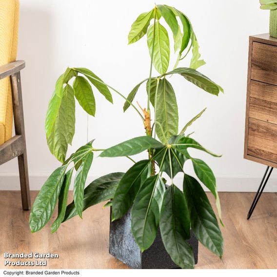 Trevesia burckii