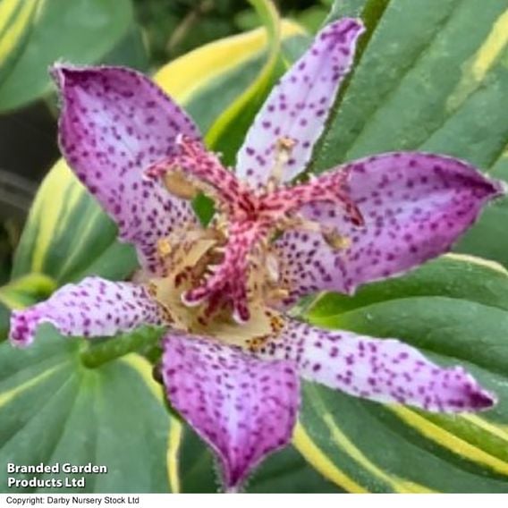 Tricyrtis formosana 'Autumn Glow'