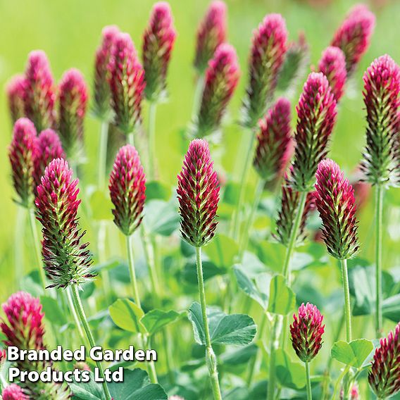 Red Clover - Organic Green Manure Seeds