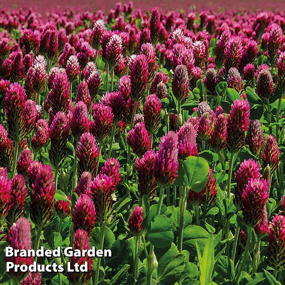 Red Clover - Organic Green Manure Seeds