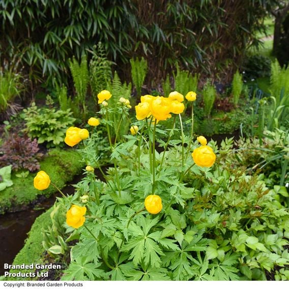 Trollius europaeus 'Lemon Queen'
