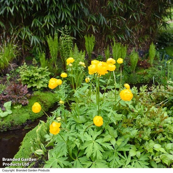 Trollius europaeus 'Lemon Queen'