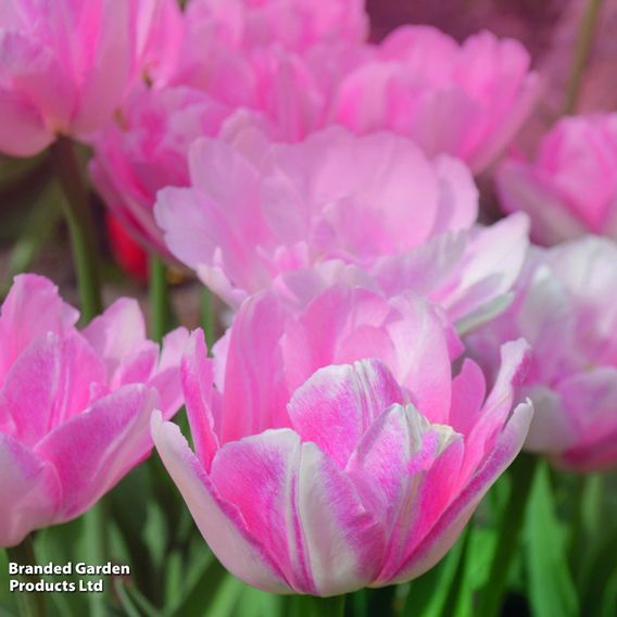 Tulip 'Angelique'