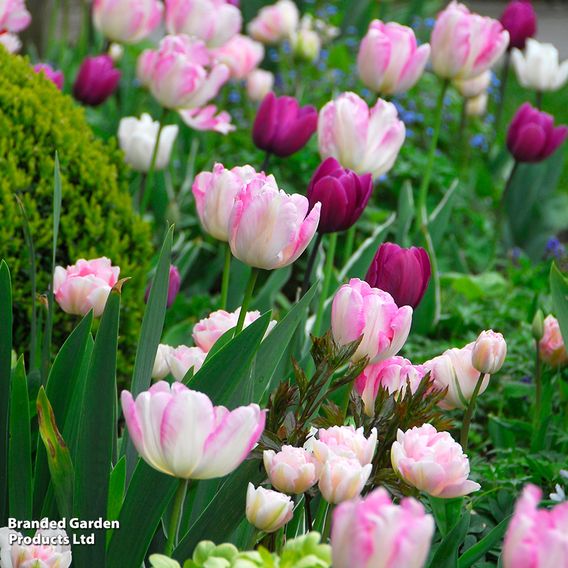 Tulip 'Angelique'