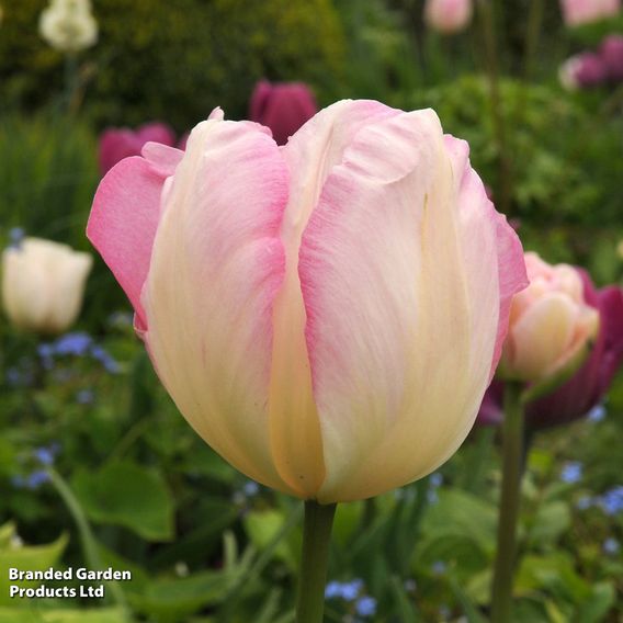 Tulip 'Angelique'