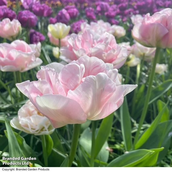 Tulip 'Angelique'