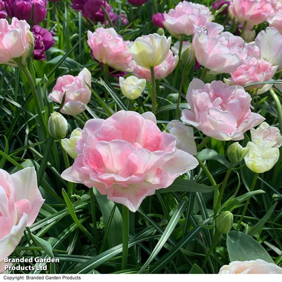 Tulip 'Angelique'