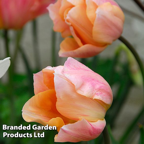 Tulip 'Apricot Beauty'