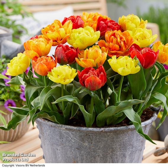 Tulip 'Baby Blend'