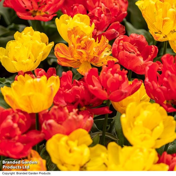 Tulip 'Baby Blend'