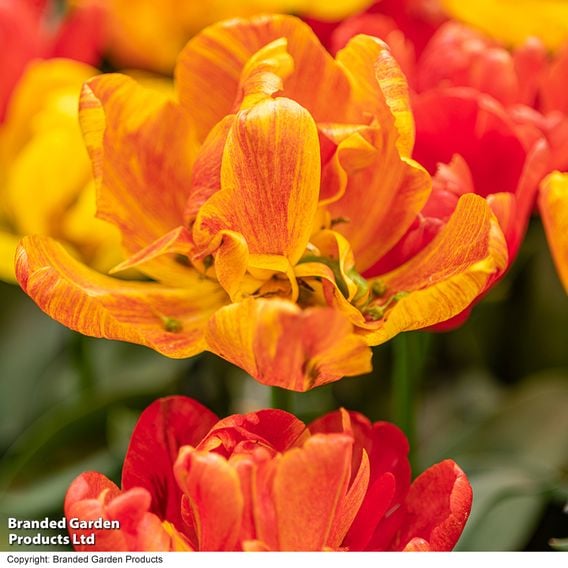 Tulip 'Baby Blend'