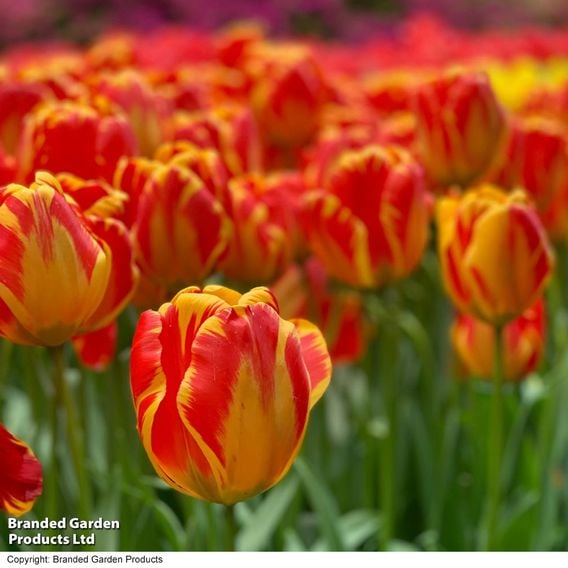 Tulip 'Banja Luka'