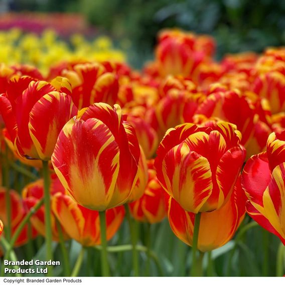 Tulip 'Banja Luka'