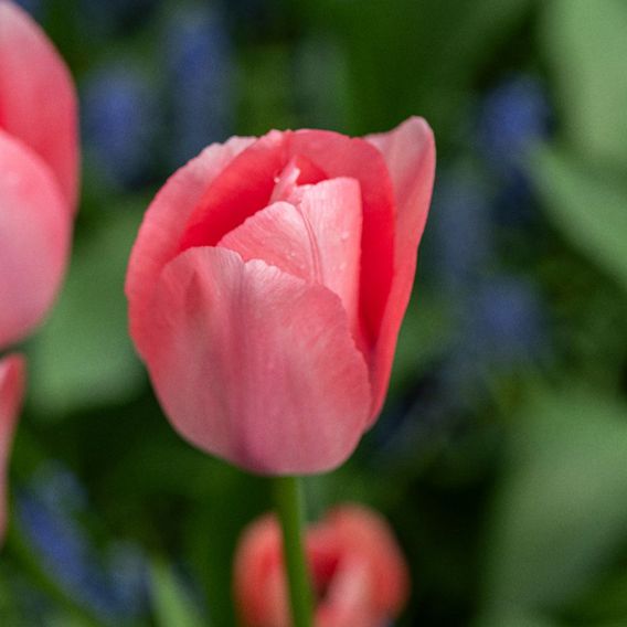 Tulip 'Bella Blush'