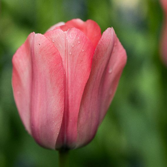 Tulip 'Bella Blush'