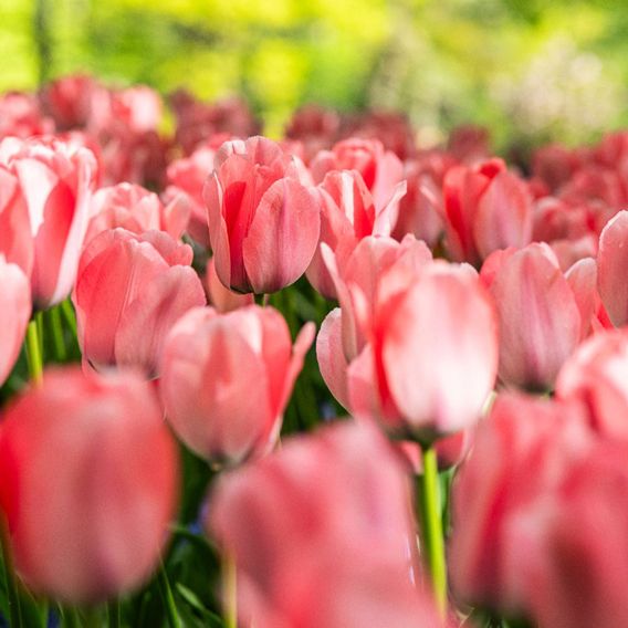 Tulip 'Bella Blush'