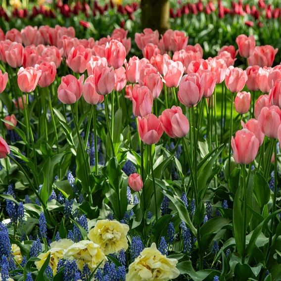 Tulip 'Bella Blush'
