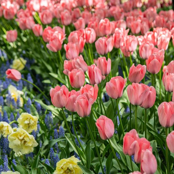 Tulip 'Bella Blush'