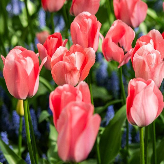 Tulip 'Bella Blush'
