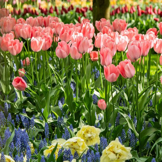 Tulip 'Bella Blush'