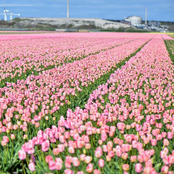 Tulip 'Bella Blush'