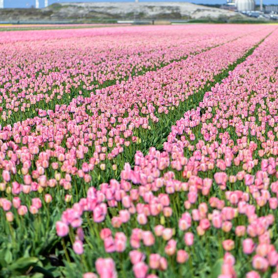 Tulip 'Bella Blush'
