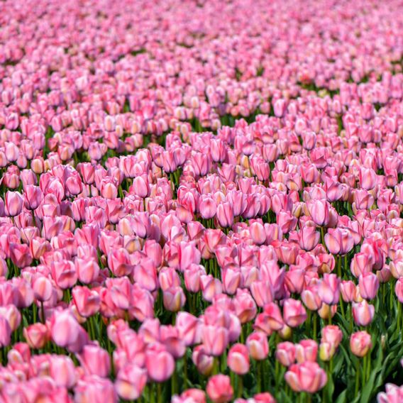 Tulip 'Bella Blush'