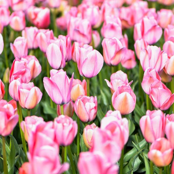 Tulip 'Bella Blush'