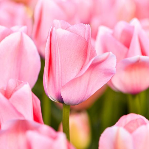Tulip 'Bella Blush'
