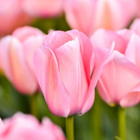 Tulip 'Bella Blush'