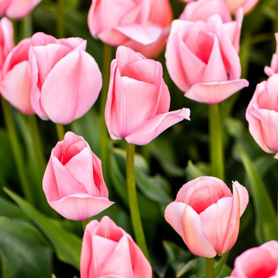 Tulip 'Bella Blush'
