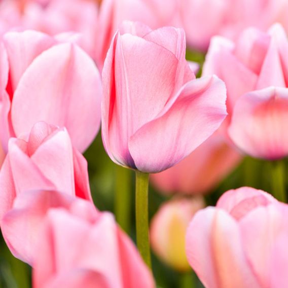 Tulip 'Bella Blush'