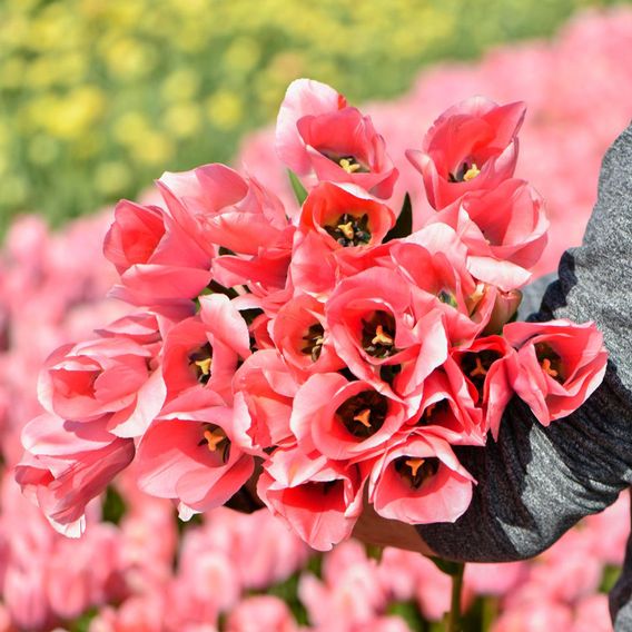Tulip 'Bella Blush'