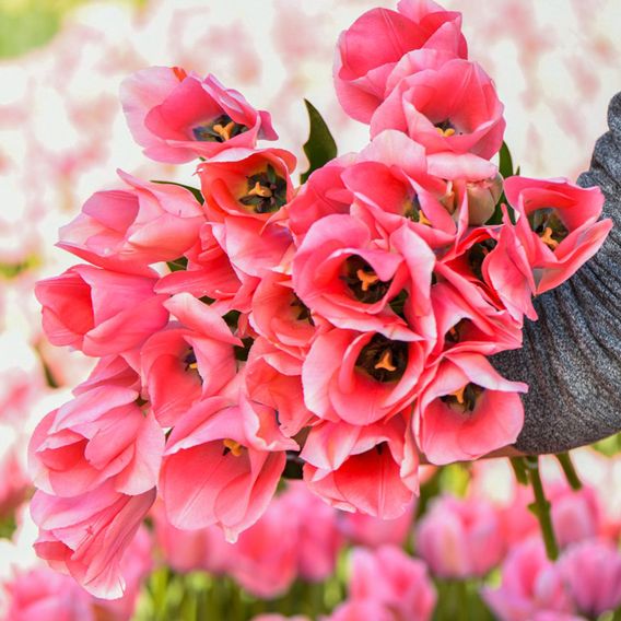 Tulip 'Bella Blush'