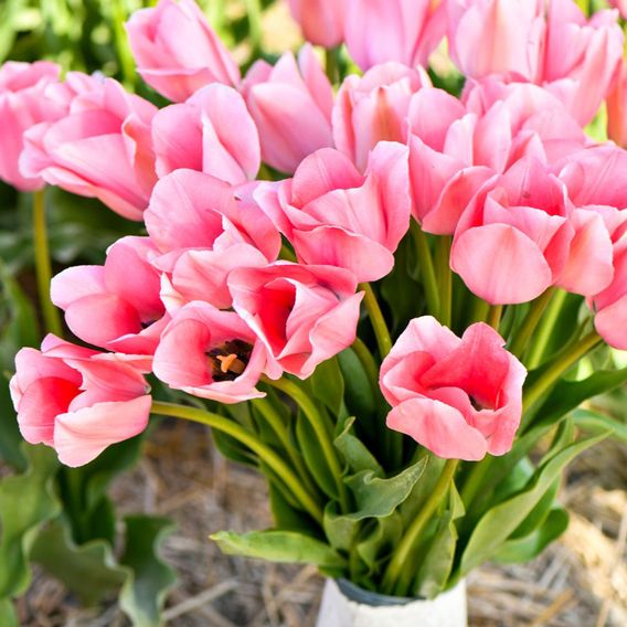 Tulip 'Bella Blush'
