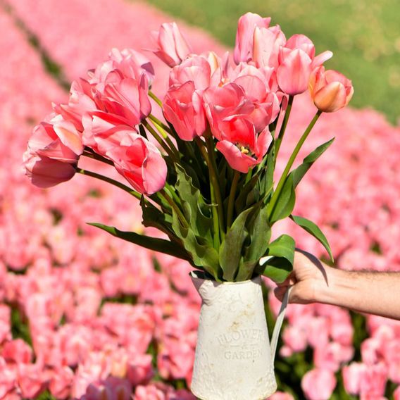 Tulip 'Bella Blush'