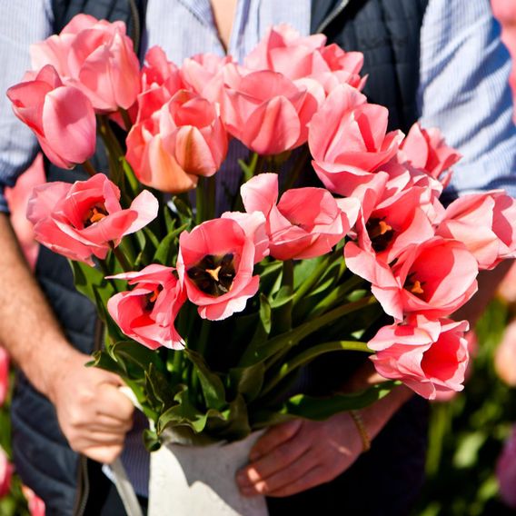 Tulip 'Bella Blush'