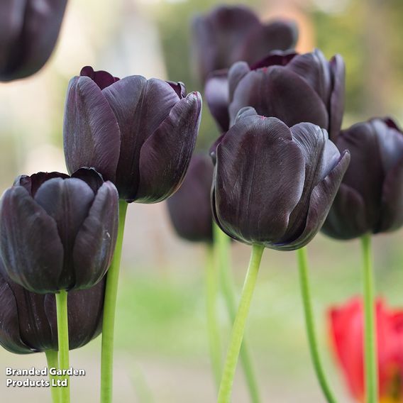 Tulip 'Black Satin'