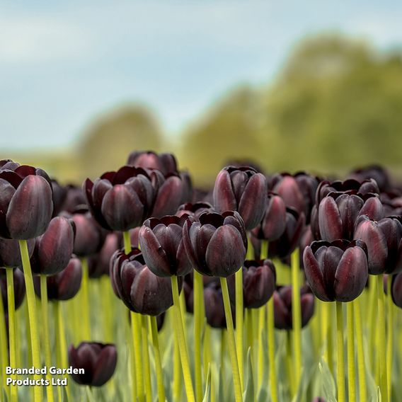 Tulip 'Black Satin'