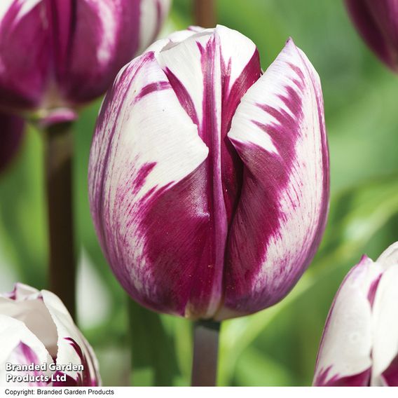 Tulip 'Blueberry Ripple'