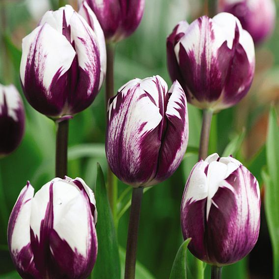 Tulip Blueberry Ripple