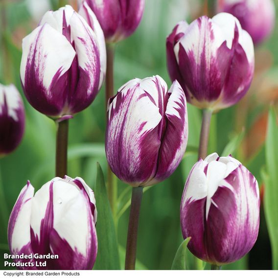 Tulip 'Blueberry Ripple'