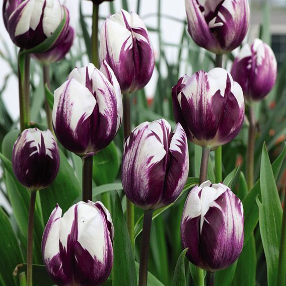 Tulip Blueberry Ripple