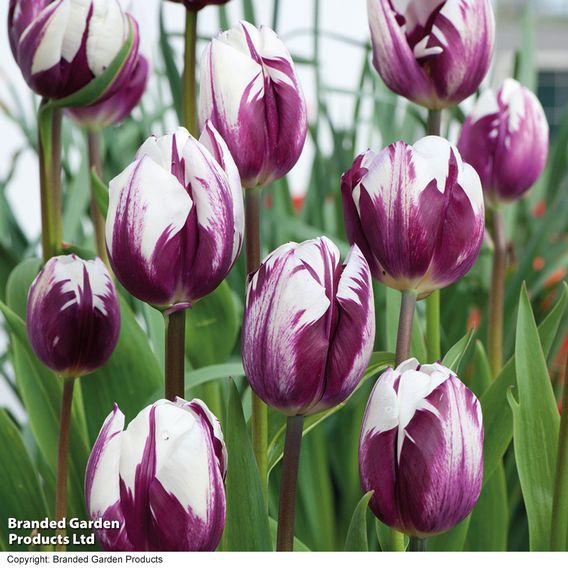 Tulip 'Blueberry Ripple'