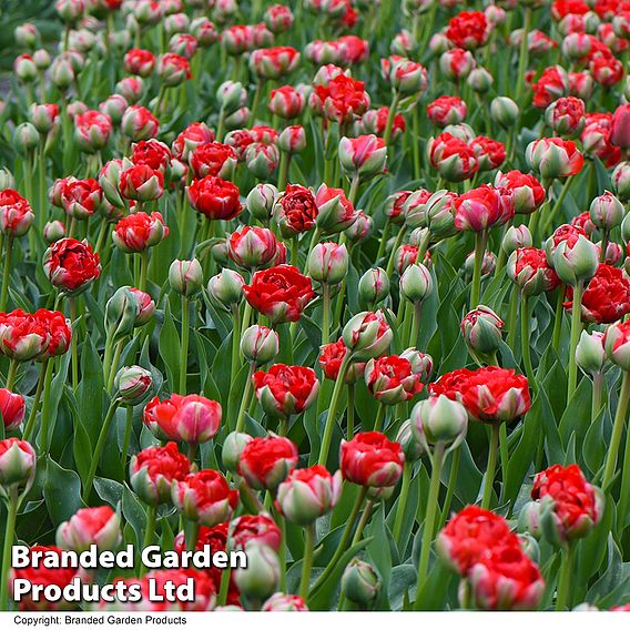 Tulip 'Boombastic Red'