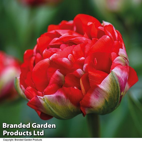 Tulip 'Boombastic Red'