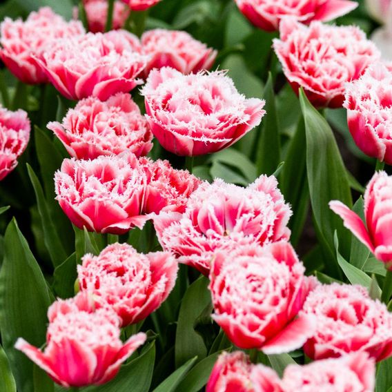 Tulip Frilly Fringed Collection