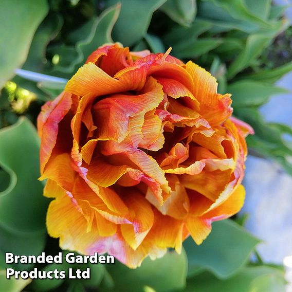 Tulip 'Brownie'