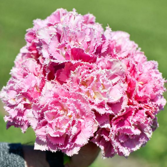 Tulip Frilly Fringed Collection